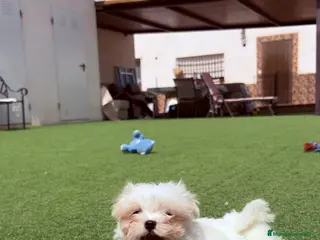 Bichón Maltés perros Bichon Maltés Coreano - Anuncio 1