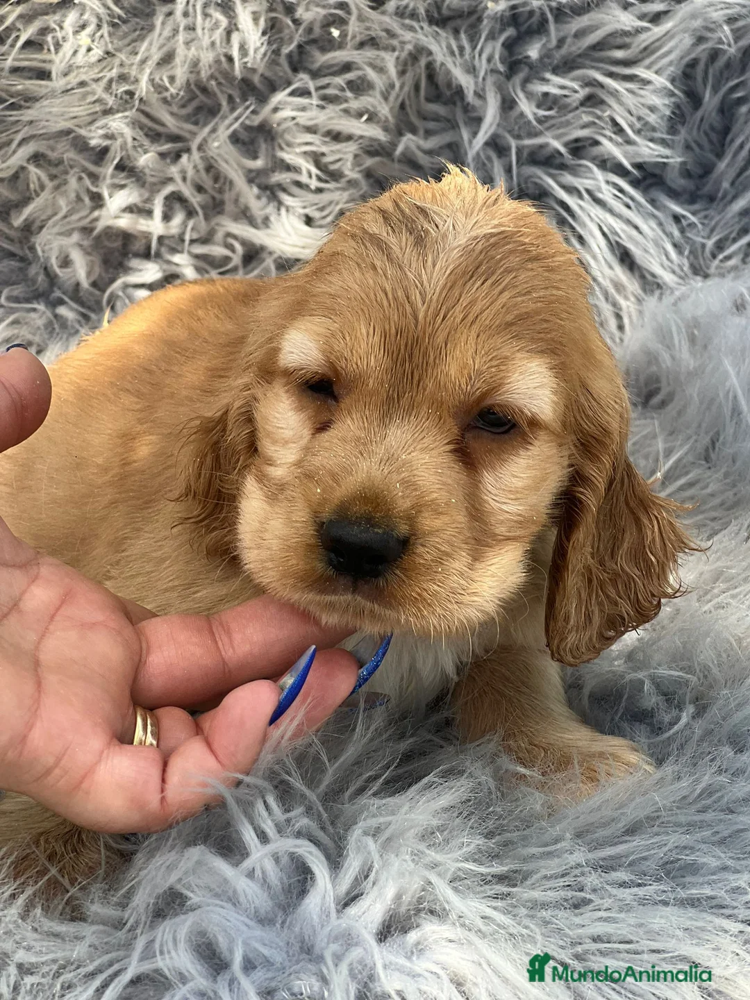 Cocker Spaniel Inglés perros en venta: Cocker inglés dorado - Anuncio 3