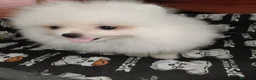 Pomerania perros en venta: Cachorro pomerania macho - Anuncio 3