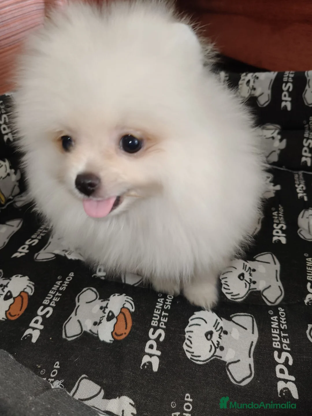 Pomerania perros en venta: Cachorro pomerania macho - Anuncio 3