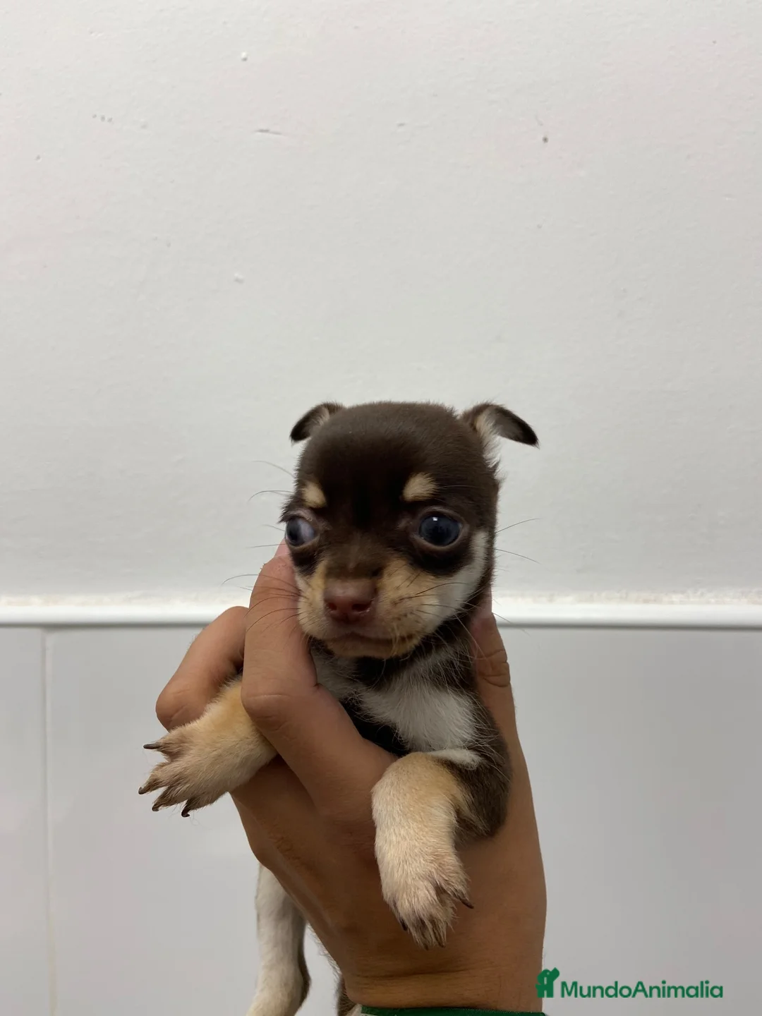 Chihuahua perros en venta: Cachorros Chihuhua 500€ en Valencia - Anuncio 4