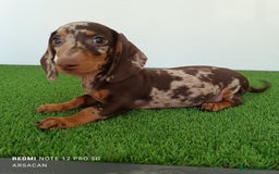 Teckel Miniatura perros en venta: Teckel macho arlequín chocolate  - Imagen 1