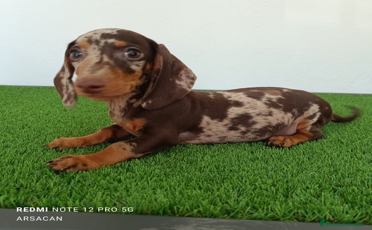 Teckel Miniatura perros - Anuncio 12
