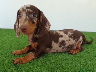 Teckel Miniatura perros - Anuncio 15