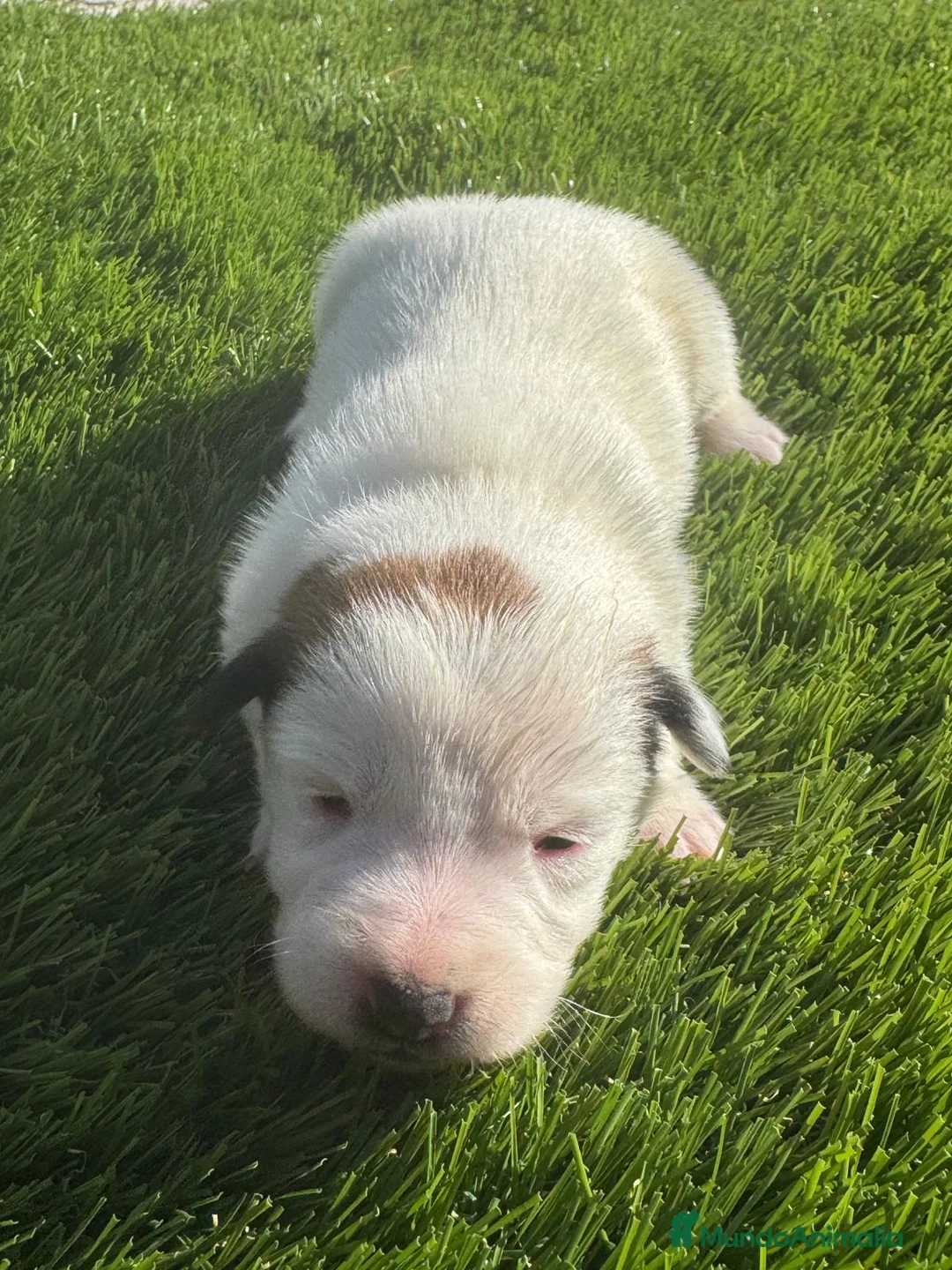 Jack Russell Terrier perros en venta: Jack Russell bebes increíbles cachorros  - Anuncio 2
