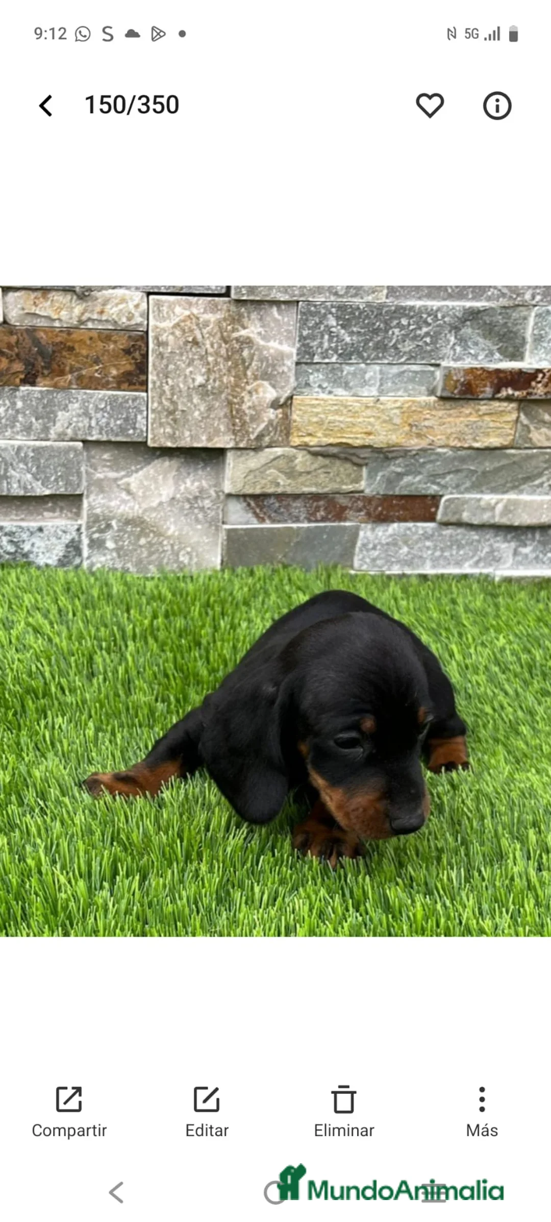 Teckel Miniatura perros en venta: Hembra Cachorro de Teckel  - Anuncio 2