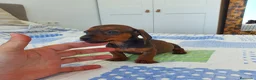 Teckel Miniatura perros en venta: Teckel miniatura  - Anuncio 3