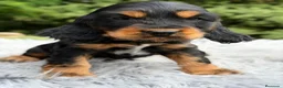 Cocker Spaniel Inglés perros en venta: COCKER SPANIEL INGLÉS BLACK AND TAN - Anuncio 7