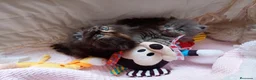 Exótico de Pelo Largo gatos en venta: Gatitos persa y malayo disponible - Anuncio 4