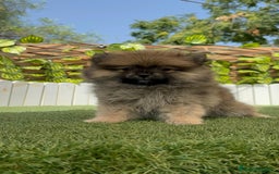 Pomerania perros en venta: POMERANIA MACHO 2 - Imagen 3