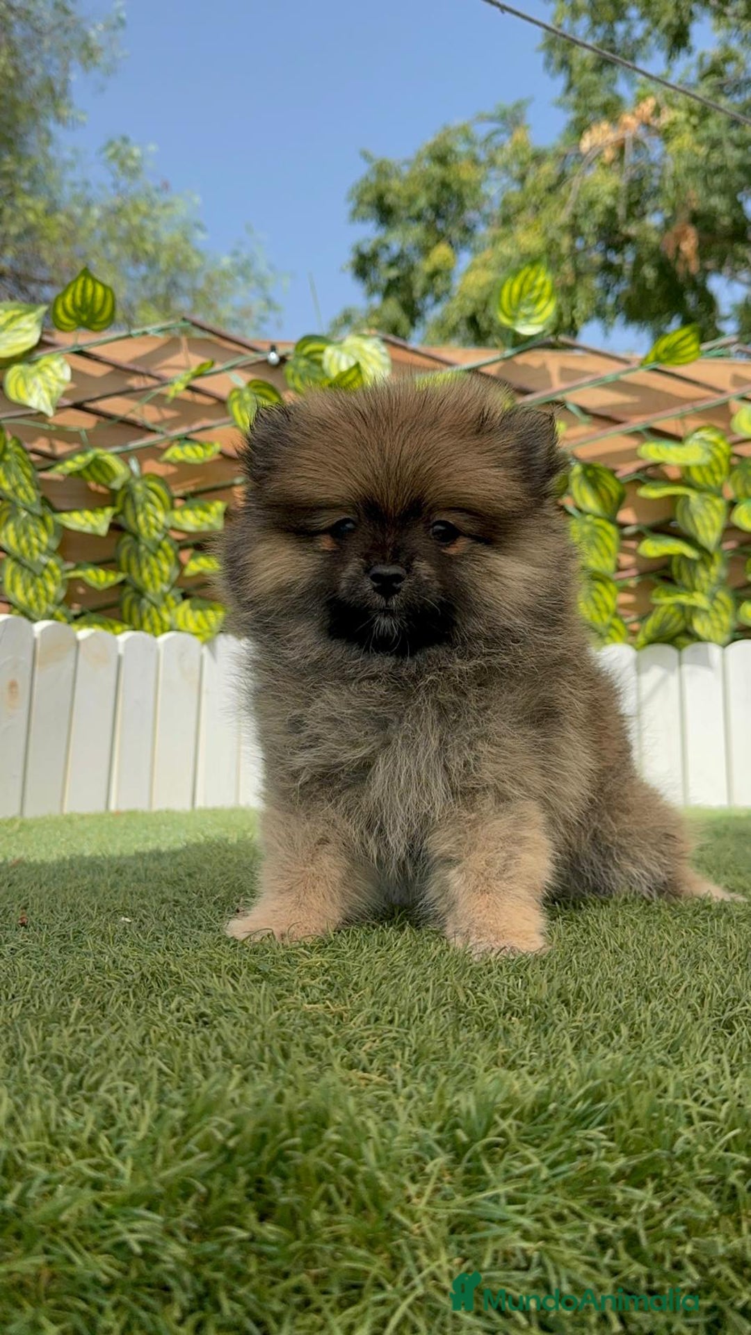 Pomerania perros en venta: POMERANIA MACHO 2 - Imagen 3