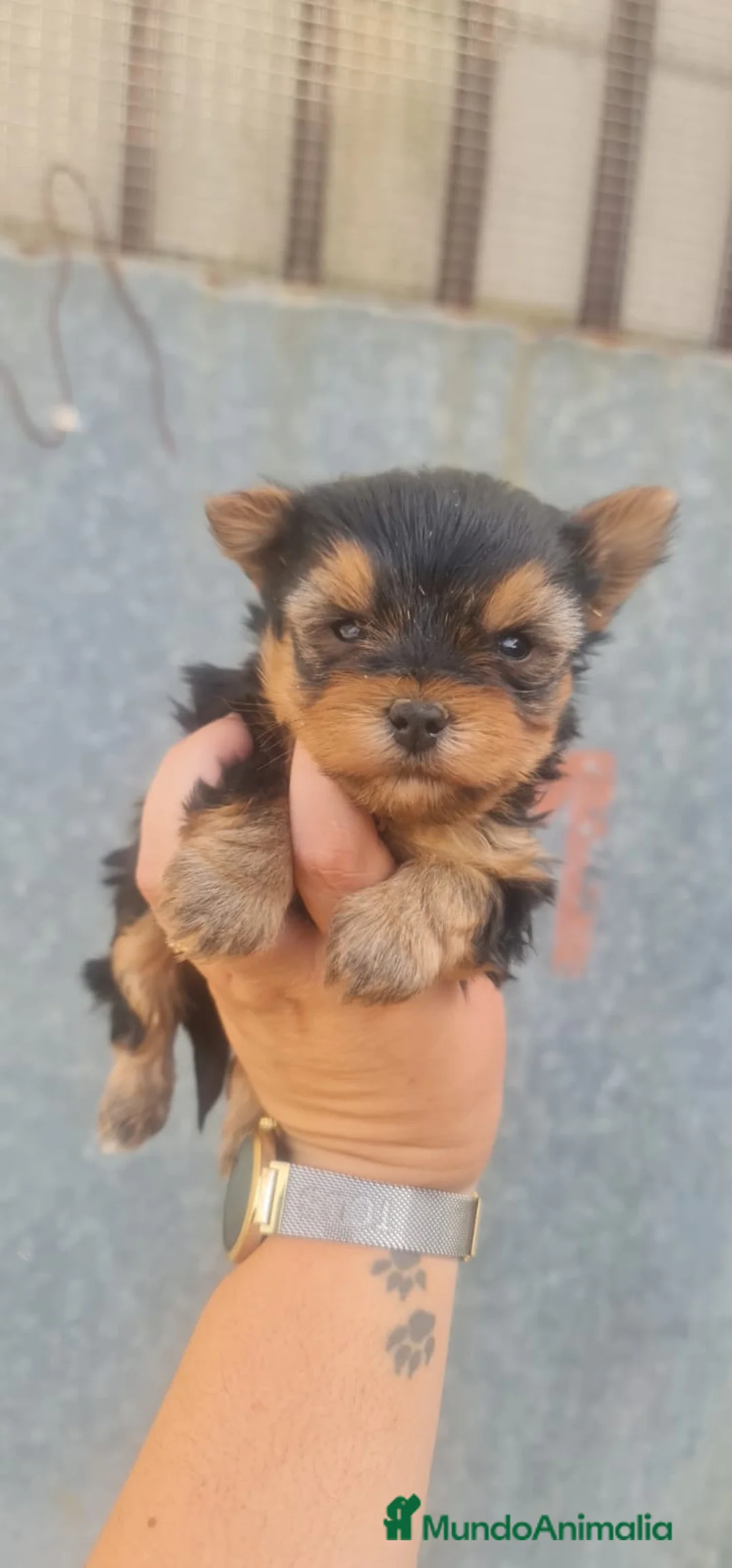 Yorkshire Terrier perros en venta: Yorkshire  - Anuncio 1