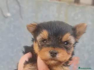 Yorkshire Terrier perros Yorkshire - Anuncio 1