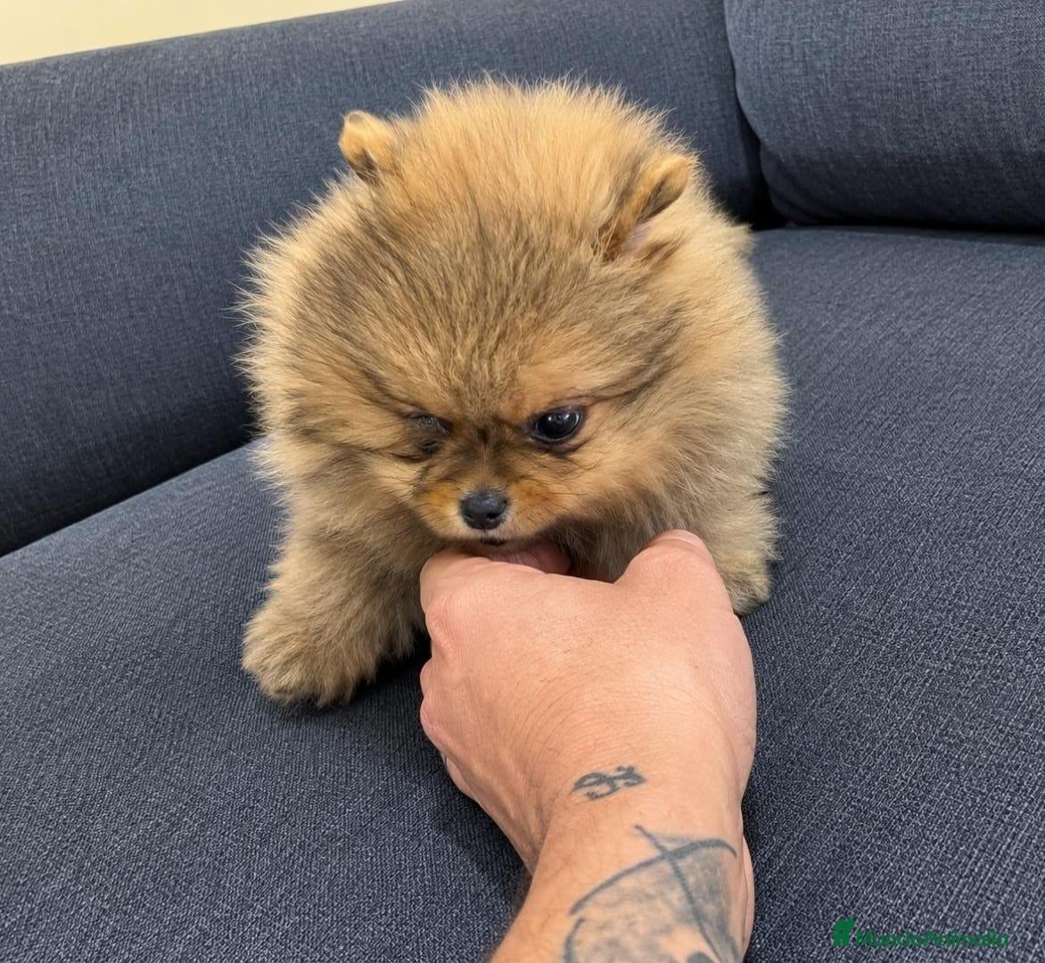 Pomerania perros POMERANIA TOY - Anuncio 2
