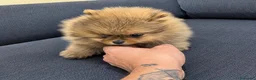 Pomerania perros en venta: POMERANIA TOY - Anuncio 2