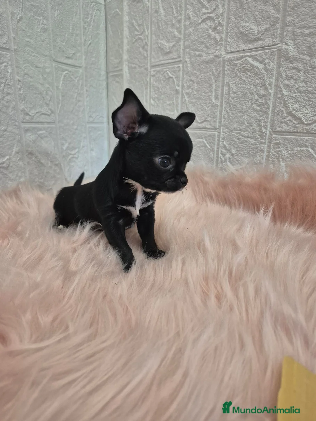 Chihuahua perros en venta: Chihuahuas chocolates 🍫 🐾❤️ - Anuncio 2