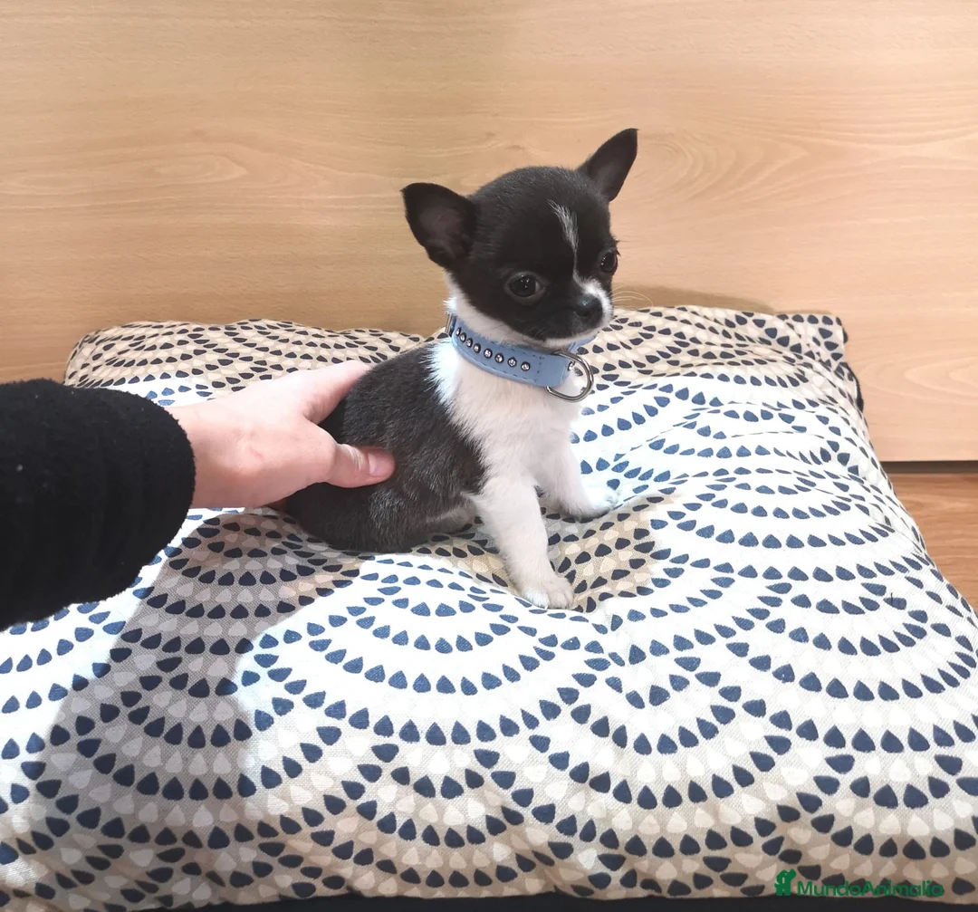 Chihuahua perros en venta: Chihuahuas miniaturas  en Barcelona - Anuncio 6