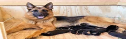 Pastor Alemán perros en venta: Cachorros pastor aleman - Anuncio 10