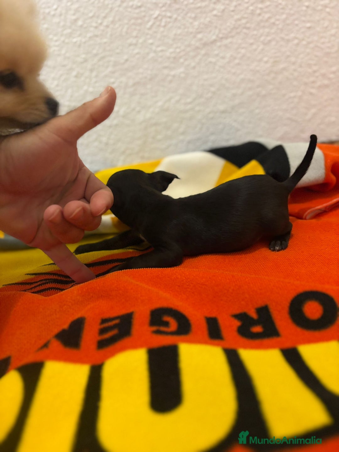 Chihuahua perros en venta: Chihuahua toy - Imagen 5