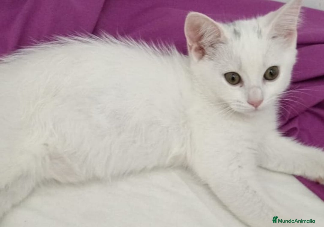 Persa gatos en venta: Gata persa - Imagen 1