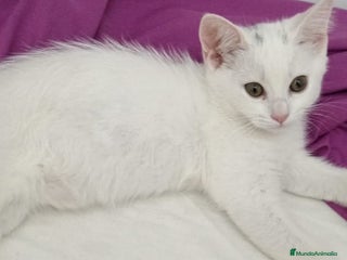 Persa gatos - Anuncio 1