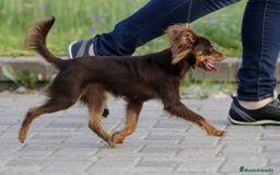 Yorkshire Terrier perros en venta: Cachorros raza tamaño Toy - Imagen 4