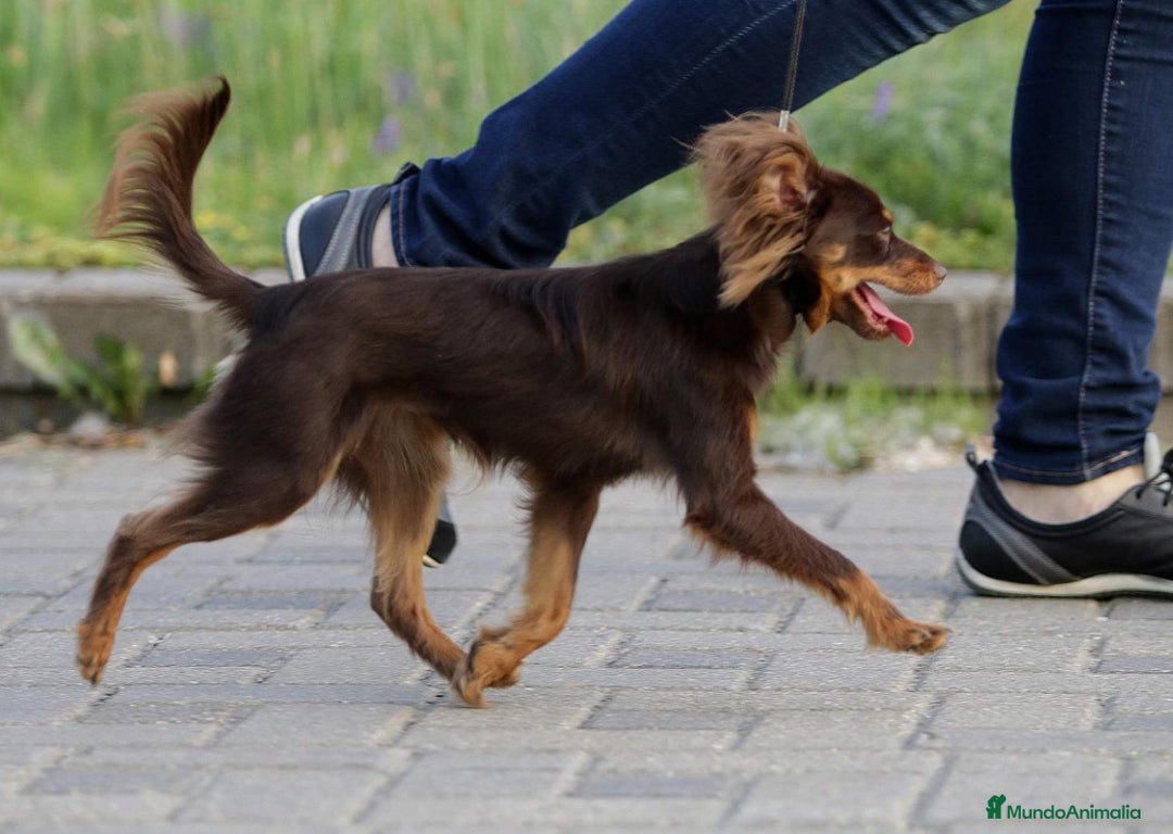 Yorkshire Terrier perros en venta: Cachorros raza tamaño Toy - Imagen 4