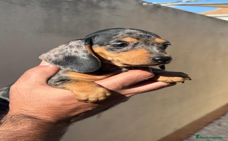 Teckel Miniatura perros - Anuncio 1