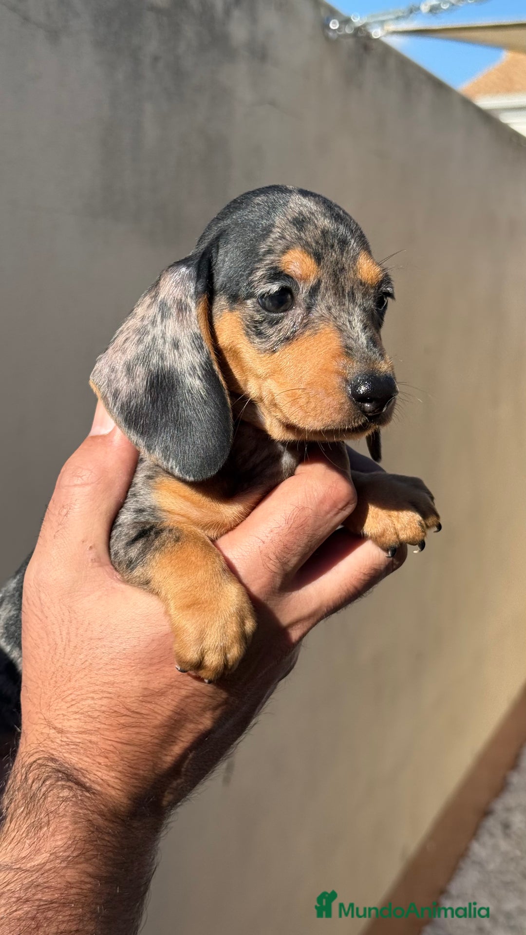 Teckel Miniatura perros en venta: Teckel miniatura Arlequín  - Imagen 1