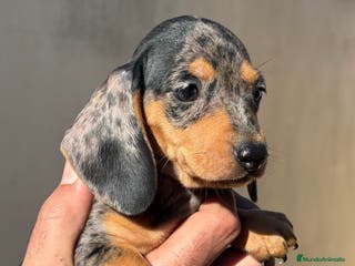 Teckel Miniatura perros Teckel miniatura Arlequín - Anuncio 19