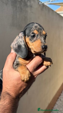 Teckel Miniatura perros - Anuncio 4