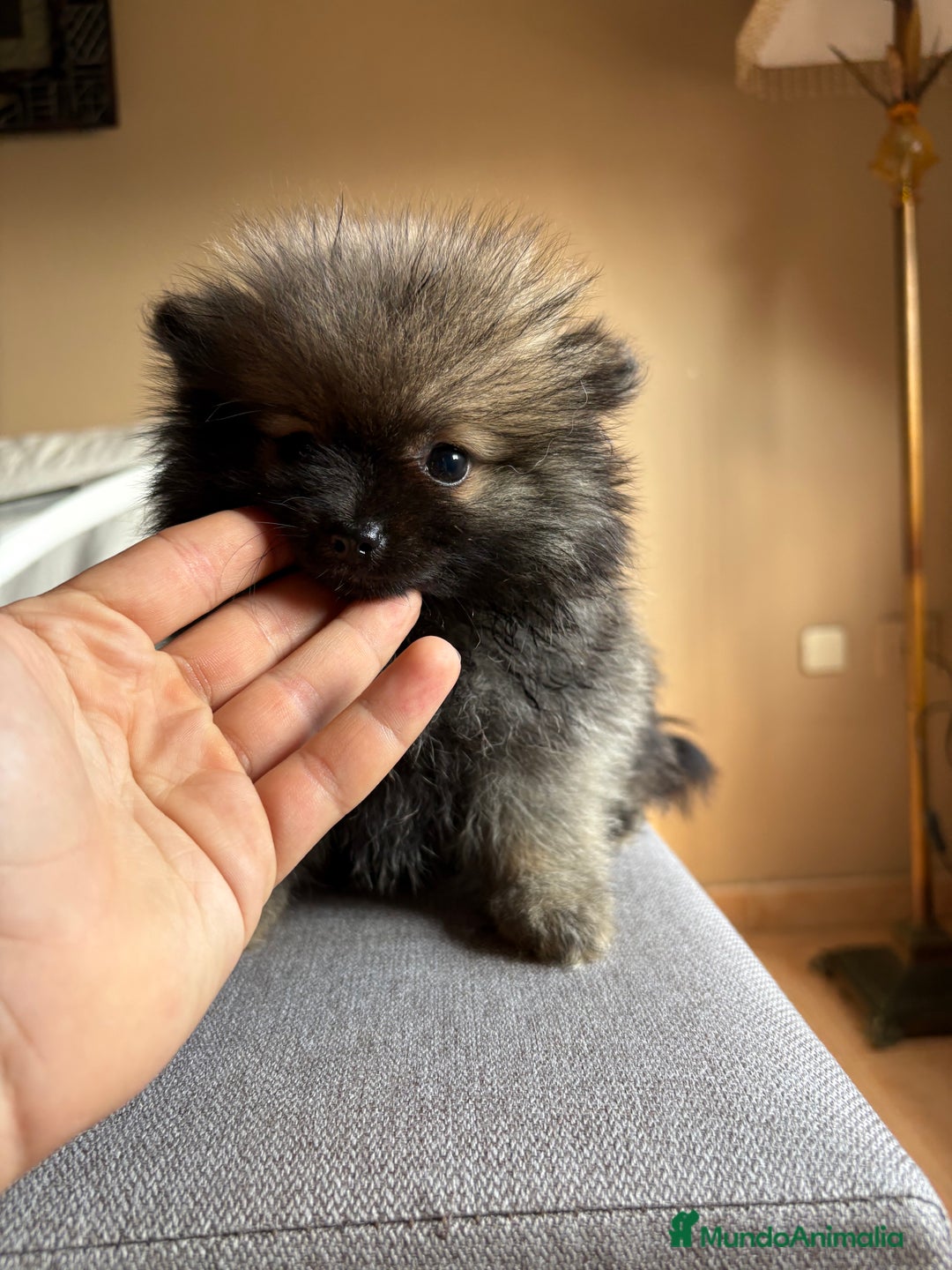 Pomerania perros en venta: Lulus de Pomerania  - Imagen 1