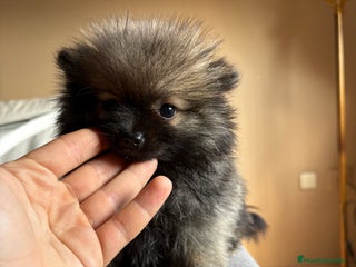 Pomerania perros - Anuncio 9