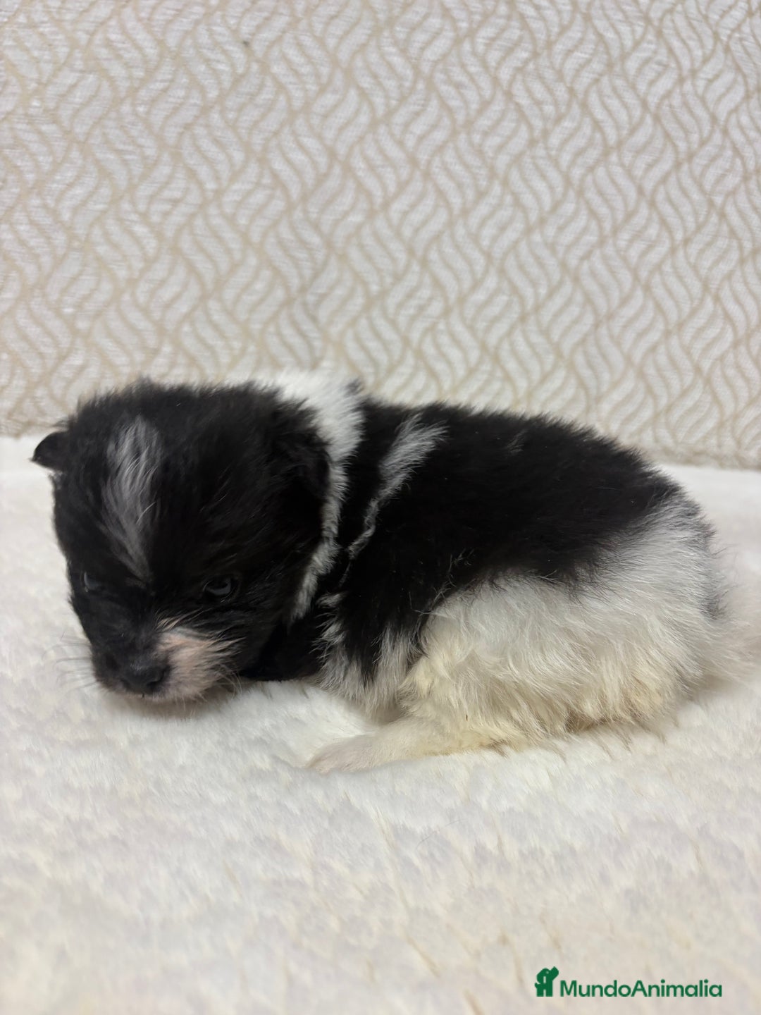 Pomerania perros en venta: Lulu Pomerania Toy macho color party Osito - Anuncio 18