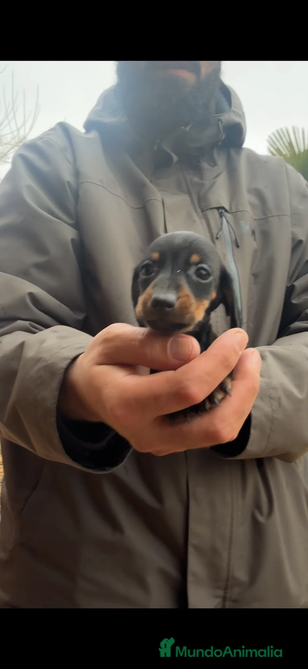 Teckel perros en venta: Teckel Kaninchen. Cachorros de línea exclusiva - Anuncio 4