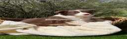Border Collie perros en venta: CACHORRO BORDER COLLIE - Anuncio 4