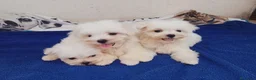 Bichón Maltés perros en venta: Bichon Maltese toy - Anuncio 4