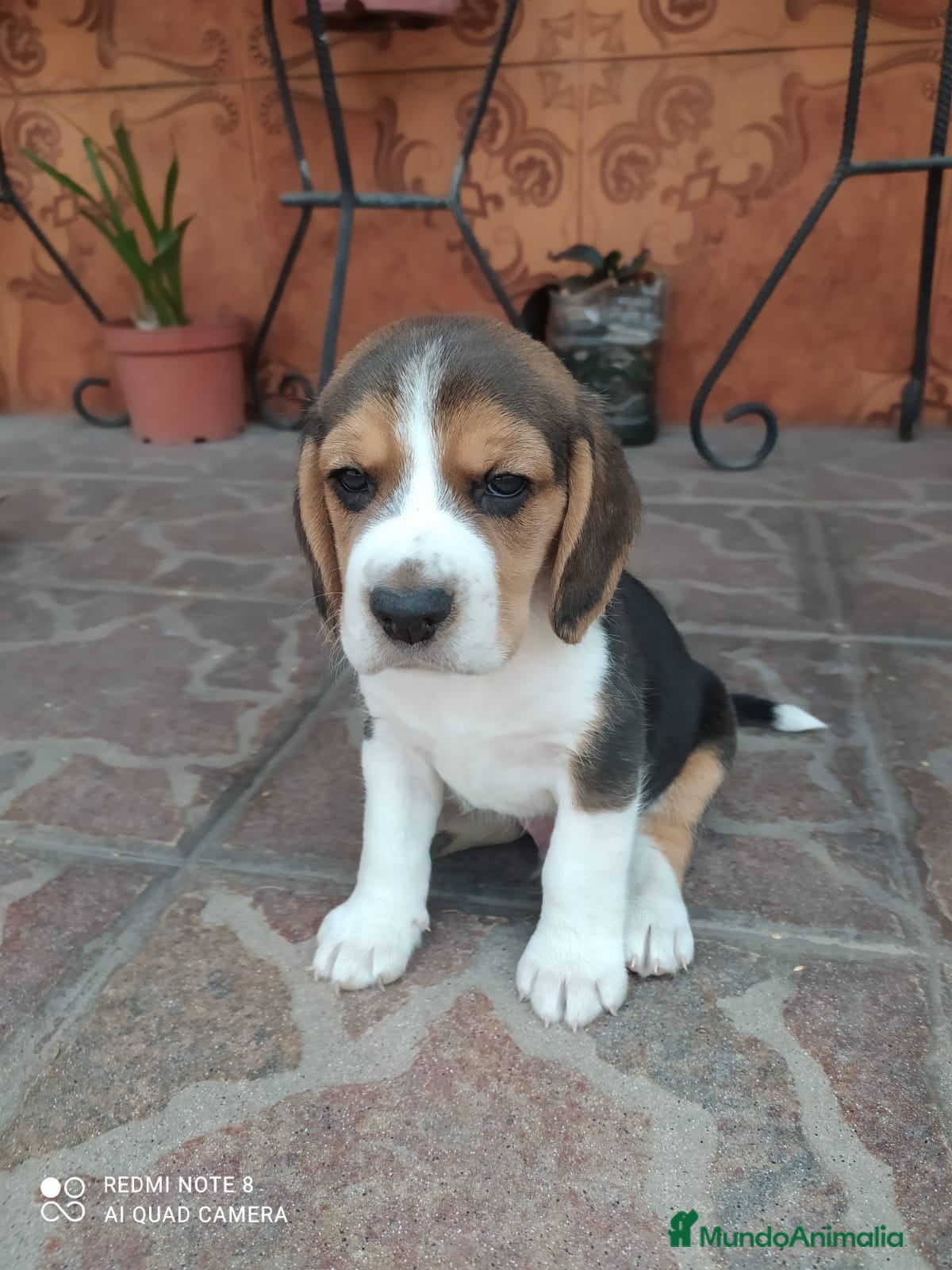 Beagle perros BEAGLE ENCANTADOR - Anuncio 4