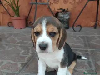 Beagle perros BEAGLE ENCANTADOR - Anuncio 4