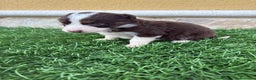 Border Collie perros en venta: Impresionantes Border Collie varios colores  - Anuncio 4