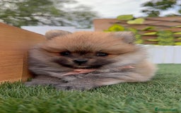 Pomerania perros en venta: POMERANIA HEMBRA - Imagen 5