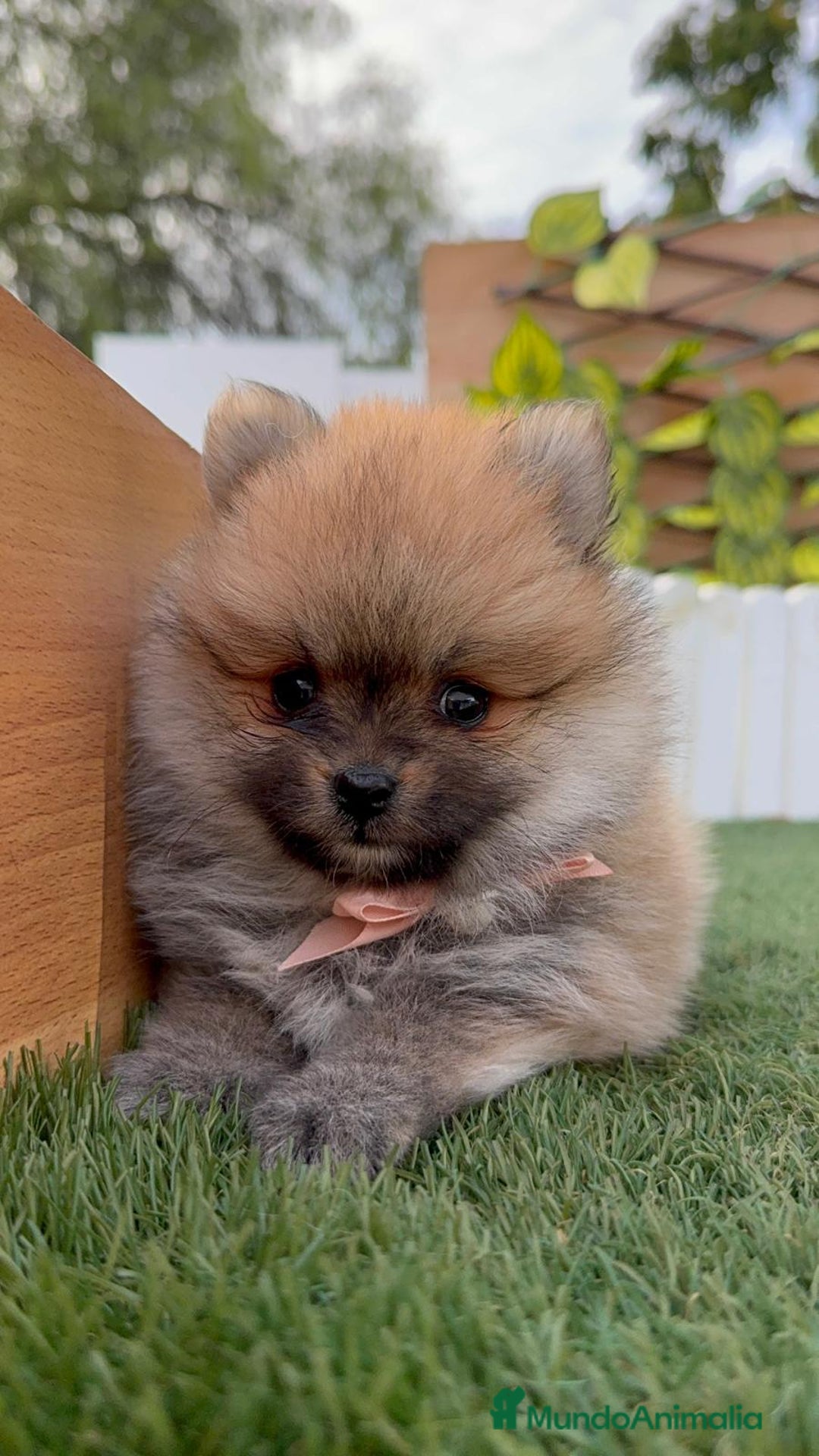 Pomerania perros en venta: POMERANIA HEMBRA - Imagen 5