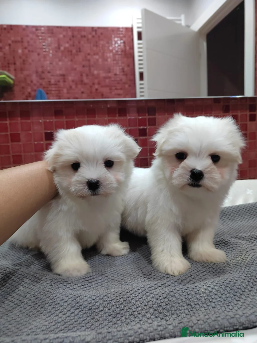 Bichón Maltés perros en venta: Bichón Maltes - Anuncio 1