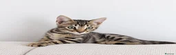 Bengalí gatos en venta: BENGALÍ  - Anuncio 9