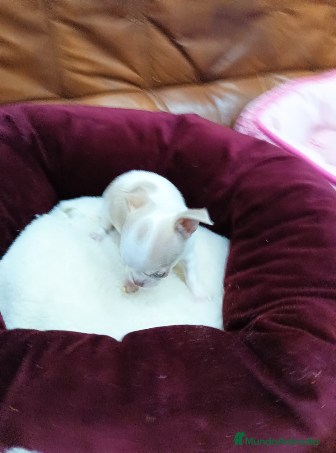 Chihuahua perros en venta: CHIHUAHUA TOY  - Anuncio 4