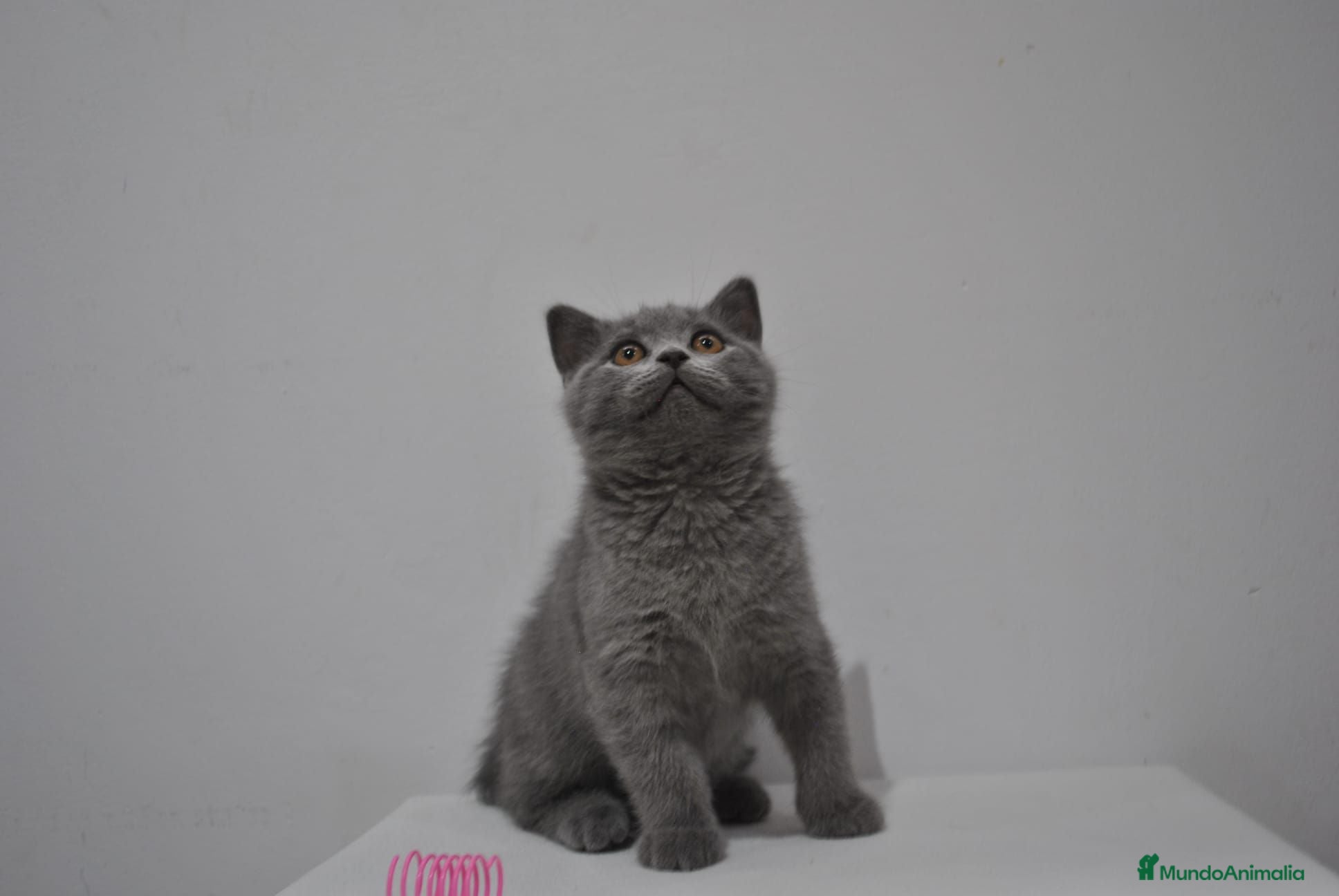 Himalayo gatos  Cachorros Fold y Straight  - Anuncio 2