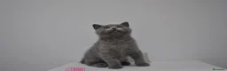 Himalayo gatos en venta:  Cachorros Fold y Straight  - Anuncio 1