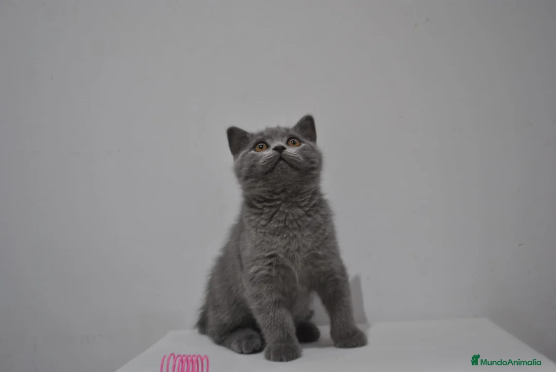 Himalayo gatos en venta:  Cachorros Fold y Straight  - Anuncio 1