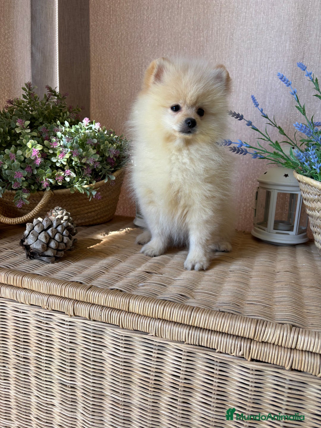 Pomerania perros en venta: Pomerania !!!!! Macho disponible  - Anuncio 3