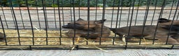 Pastor Belga Malinois perros en venta: Cachorros Malinois  - Anuncio 4